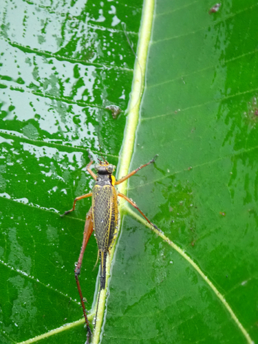 Nisitrus vittatus, 2026-07-29