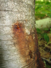 Phytophthora