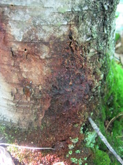 Phytophthora