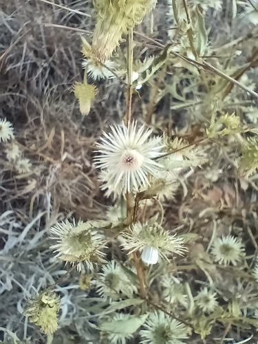 Laggera crispata