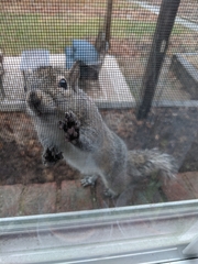 Sciurus carolinensis