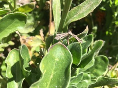 Amblyptilia pica