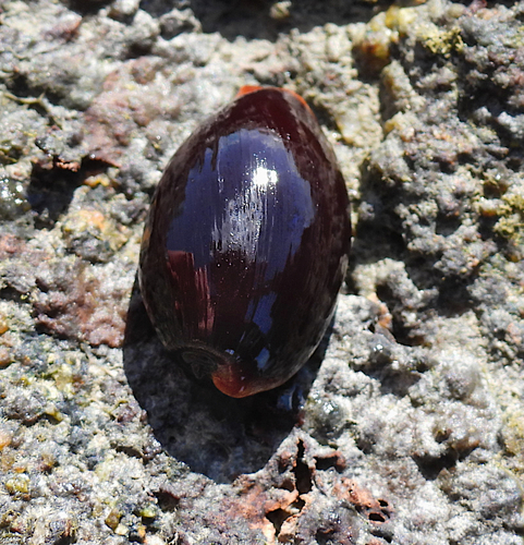 Cypraea limacina observed 2026-07-29