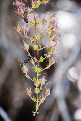 Keckiella cordifolia, photograph 6