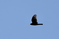 Accipiter striatus
