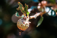 Quercus pacifica, photograph author not stated, no rights reserved