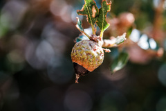 Quercus pacifica, photograph author not stated, no rights reserved