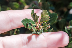 Quercus pacifica, photograph author not stated, no rights reserved
