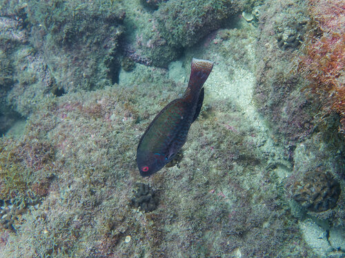 Tuiupiranga parrotfish (Sparisoma tuiupiranga) — Scaridae — 3