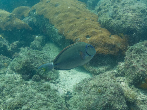 Brazilian Ocean Surgeonfish