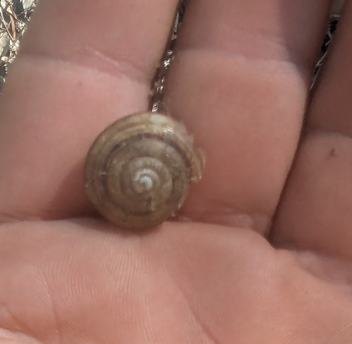 Pale Banded Snail