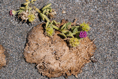 Abronia maritima, photograph author not stated, no rights reserved