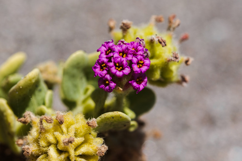 Abronia maritima