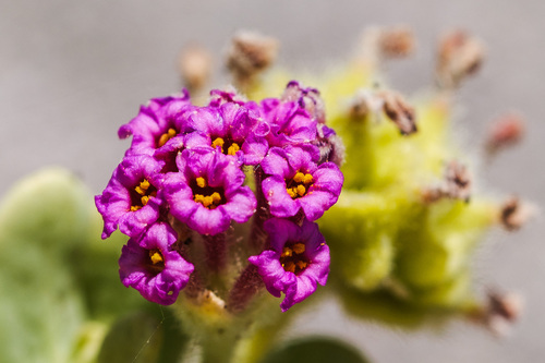 Abronia maritima, photograph 1