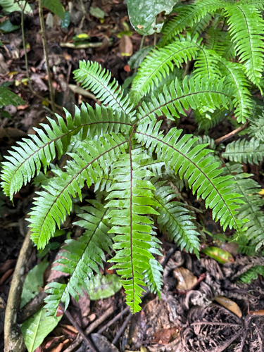 Adiantum tetraphyllum observed 2026-07-28