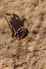 Hyalomma dromedarii