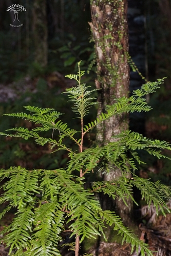 Libocedrus plumosa, photograph 6