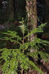 Libocedrus plumosa, photograph author not stated, no rights reserved