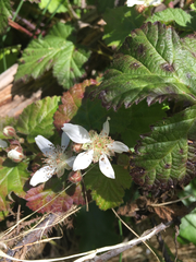Rubus ursinus macropetalus