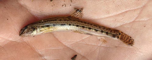 Brown Spined Loach
