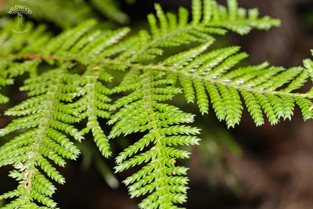 Libocedrus plumosa; photograph author not stated, no rights reserved