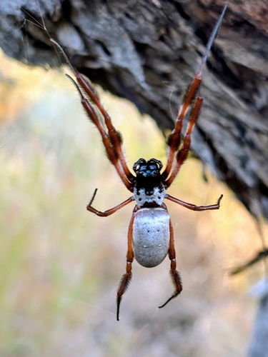 Australian Golden Orbweaver