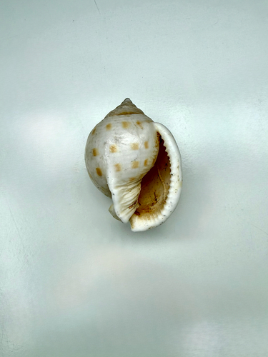 Semicassis persimilis observed 2026-07-29