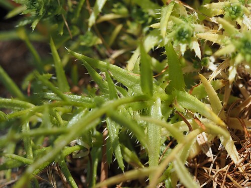 Saxifraga aspera, photograph 6
