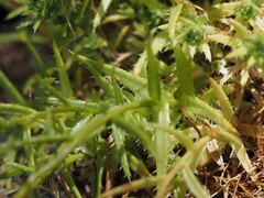 Saxifraga aspera, photograph (c) Louis Aureglia, some rights reserved (CC BY)