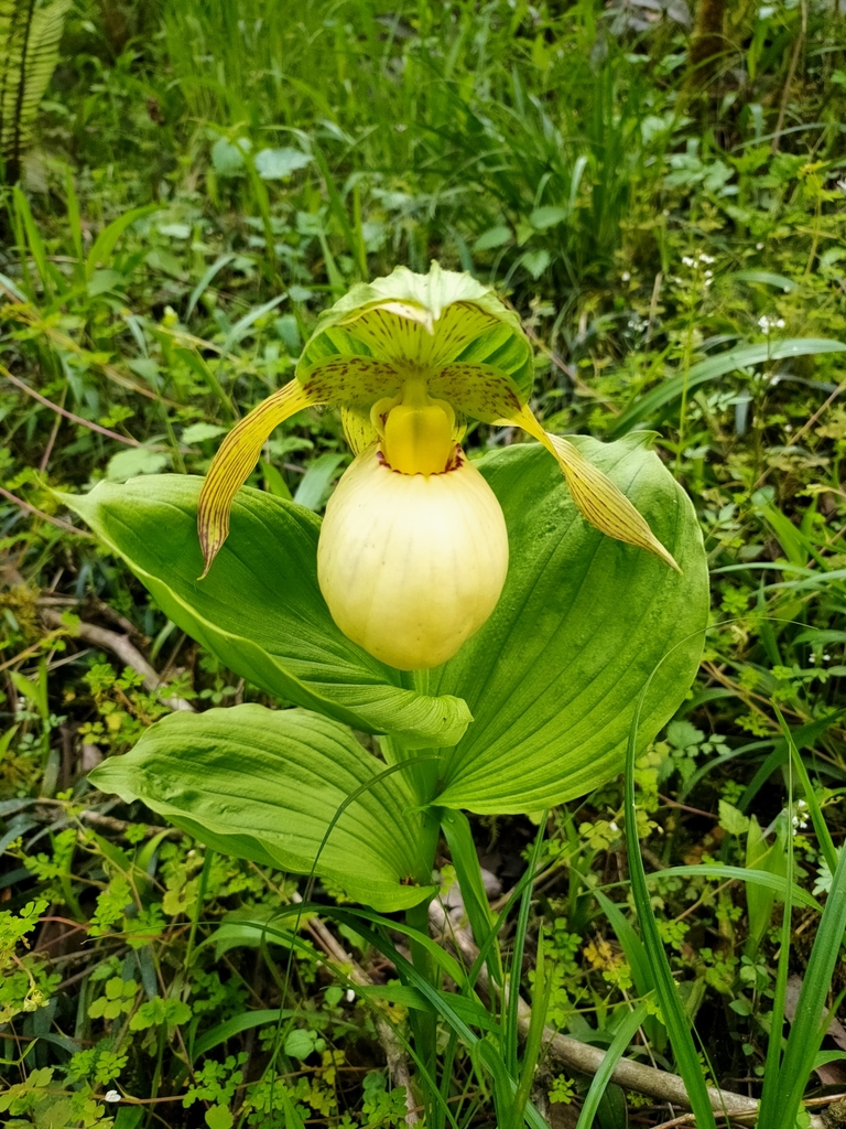 Cypripedium fasciolatum Franch. 2