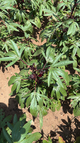 Sorrel