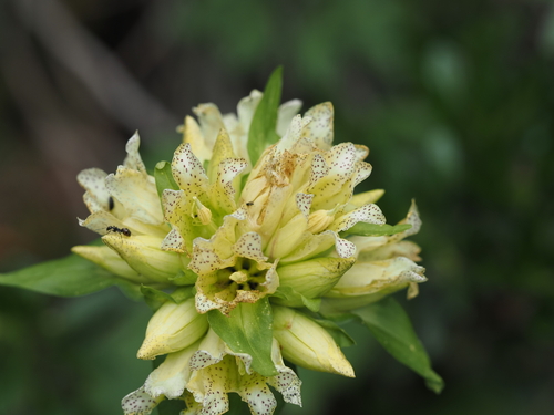 Gentiana burseri, photograph 2