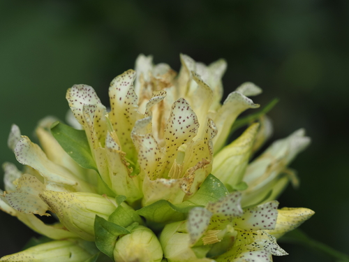 Gentiana burseri, photograph 3