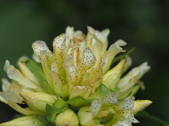 Gentiana burseri, photograph (c) Louis Aureglia, some rights reserved (CC BY)