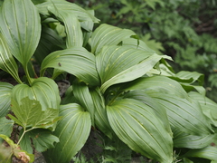Gentiana burseri, photograph (c) Louis Aureglia, some rights reserved (CC BY)