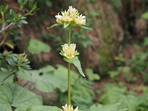 Gentiana burseri, photograph 6