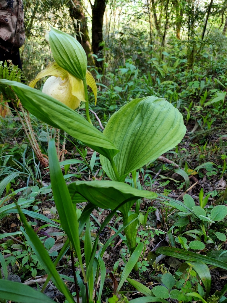 Cypripedium fasciolatum Franch. 3