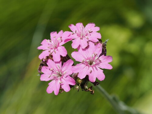 Silene flos-jovis, photograph 4