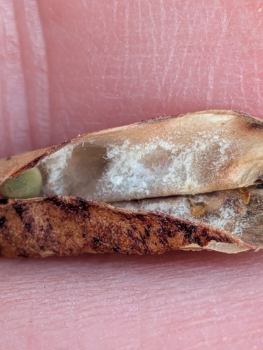 Asphondylia ervi