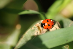 Coccinella algerica