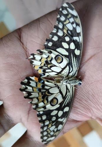 Lime Swallowtail