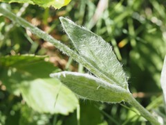Silene flos-jovis, photograph (c) Louis Aureglia, some rights reserved (CC BY)