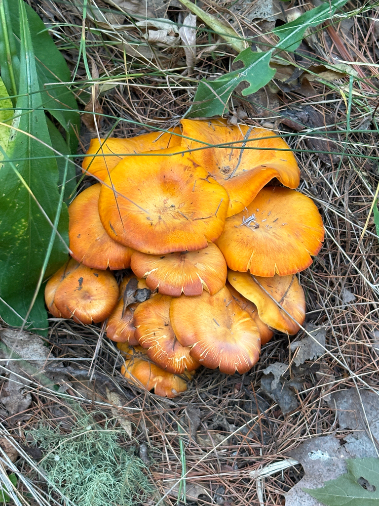 Eastern American jack-o'-lantern · July 2026 · photo: Photo: no rights reserved · iNaturalist
