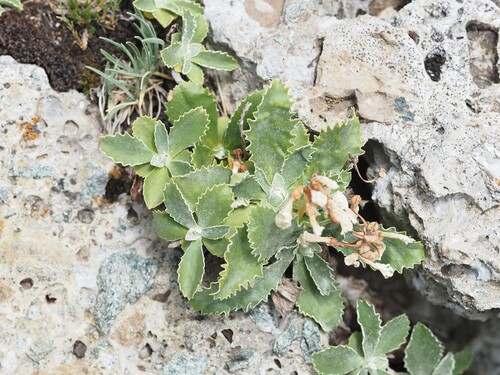 Primula marginata, photograph 4