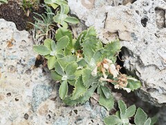 Primula marginata, photograph (c) Louis Aureglia, some rights reserved (CC BY)