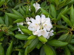 Rhododendron brachycarpum