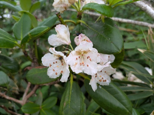 Rhododendron brachycarpum, photograph 2