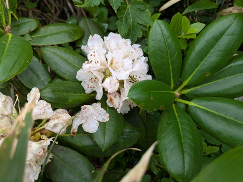 Rhododendron brachycarpum, photograph 3