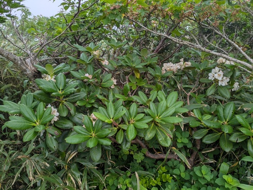 Rhododendron brachycarpum, photograph 1