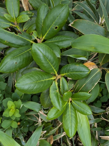 Rhododendron brachycarpum, photograph 4